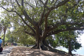 aus_mammutbaum-01-01-15