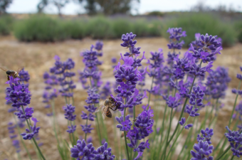 Bildschirmfoto 2017-03-14 um 13.39.50