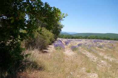 UNADJUSTEDNONRAW_thumb_1d3b