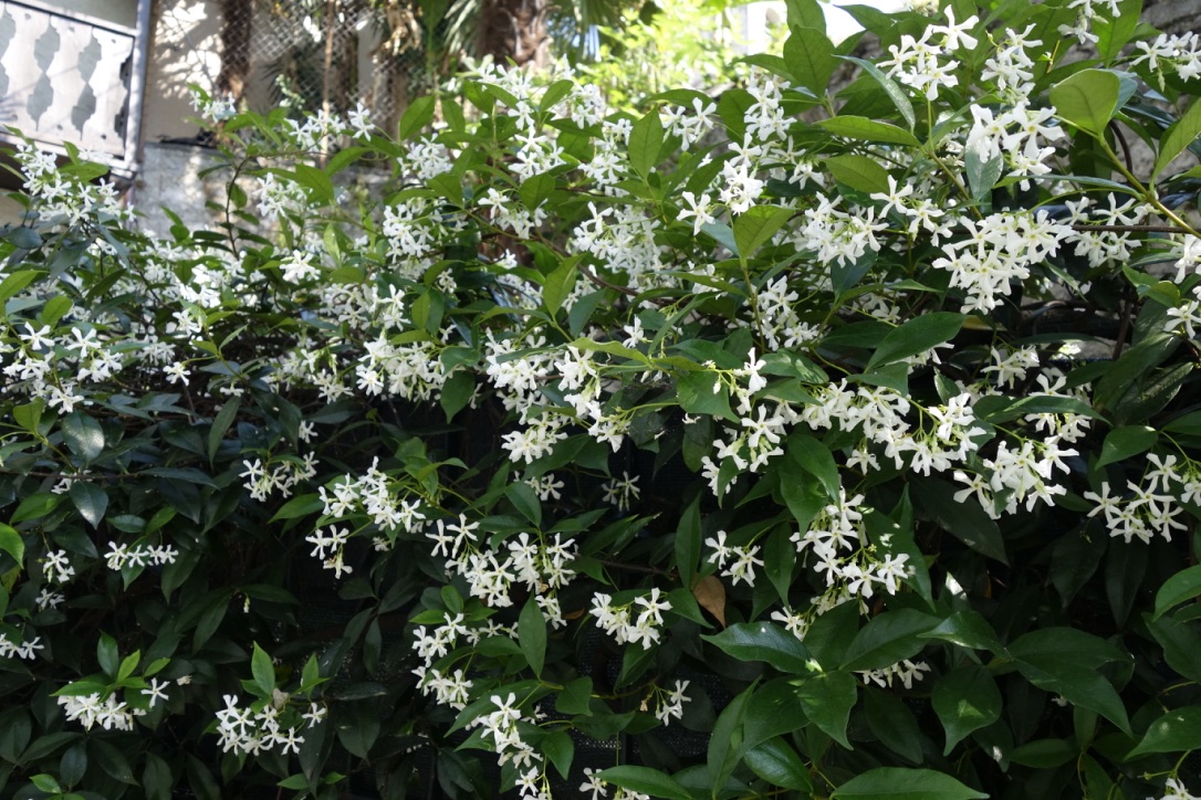 UNADJUSTEDNONRAW_thumb_23dd