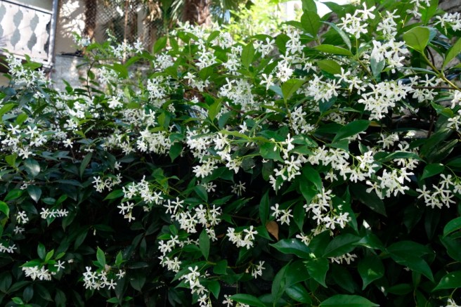 UNADJUSTEDNONRAW_thumb_23dd