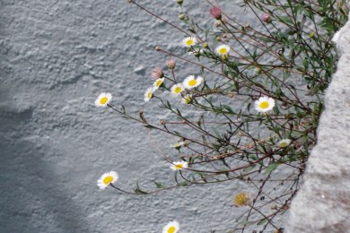 UNADJUSTEDNONRAW_thumb_23f8