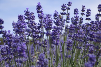 UNADJUSTEDRAW_thumb_2457