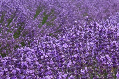 wSAsSlJlSTGwf4SgWQhBQQ_thumb_1e33