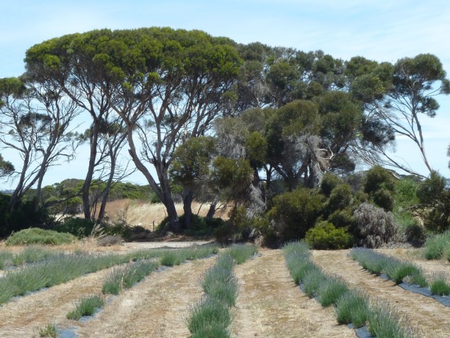 IFEJvV78StGIyYDdd51cMA_thumb_246e